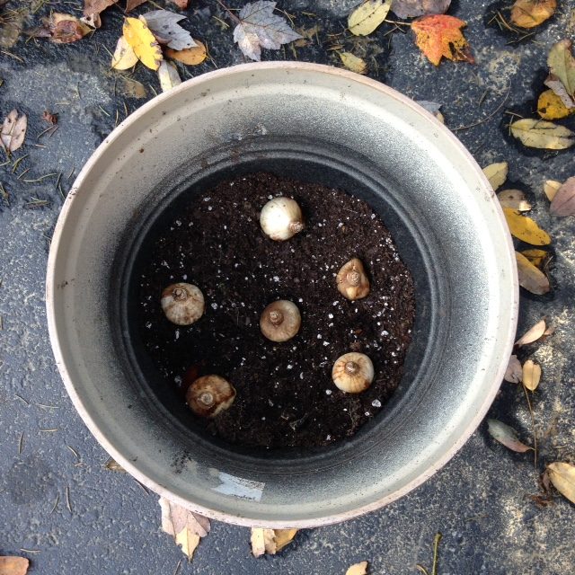 how-to-plant-daffodil